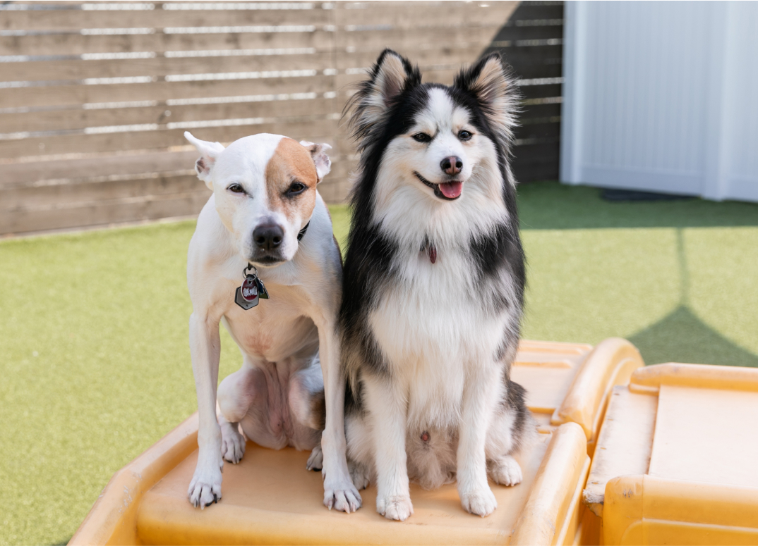 Join Downtown Dog Lounge Register Today!