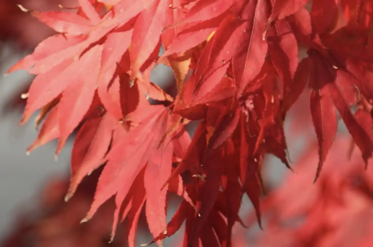 Best Small Trees for UK Gardens Our Top Picks