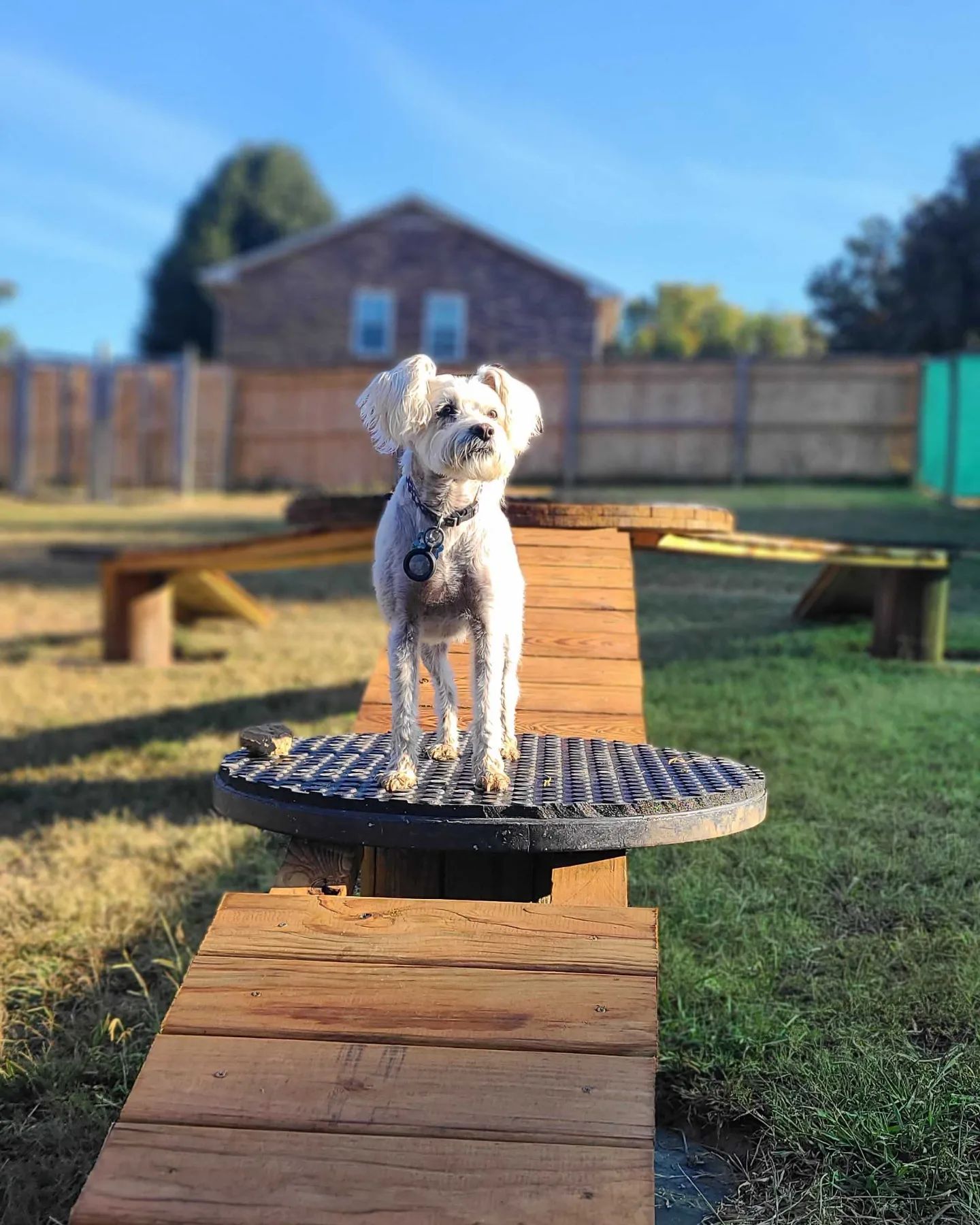Chasing Tails Pet Farm Home