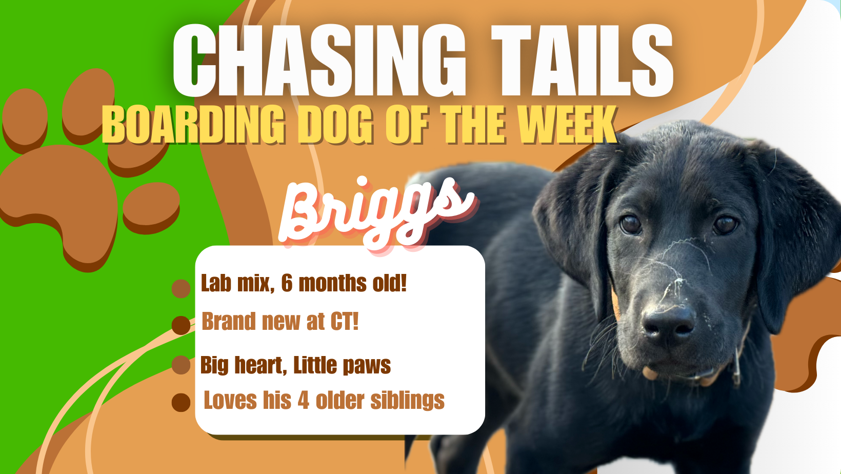Chasing Tails Pet Farm Home