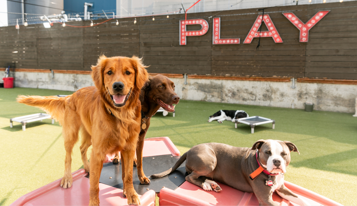 Downtown Dog Lounge Top Pet Care in Seattle