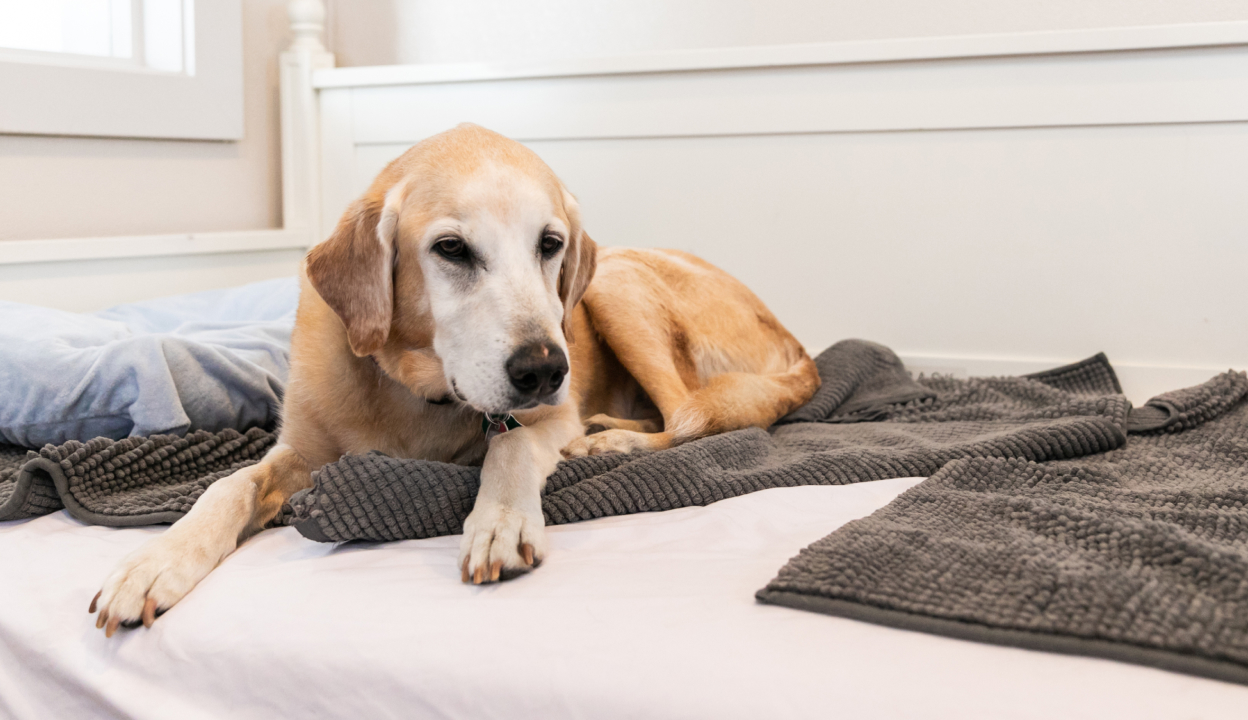 Downtown Dog Lounge Top Pet Care in Seattle