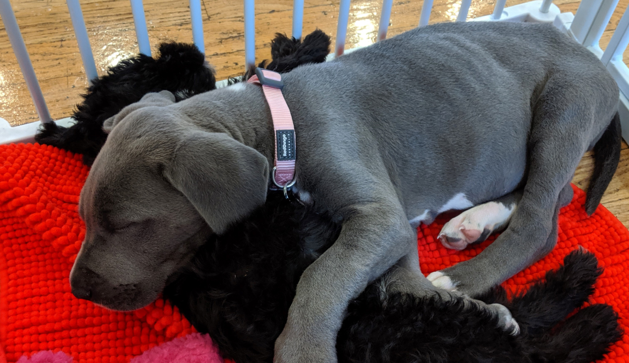 Downtown Dog Lounge Top Pet Care in Seattle