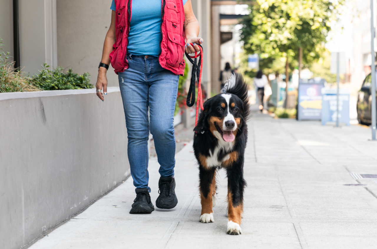 Downtown Dog Lounge Top Pet Care in Seattle