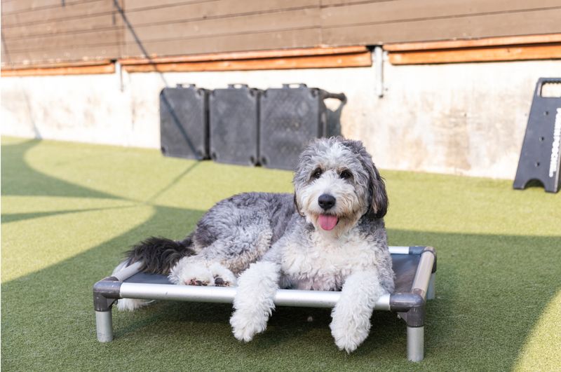 Downtown Dog Lounge Top Pet Care in Seattle