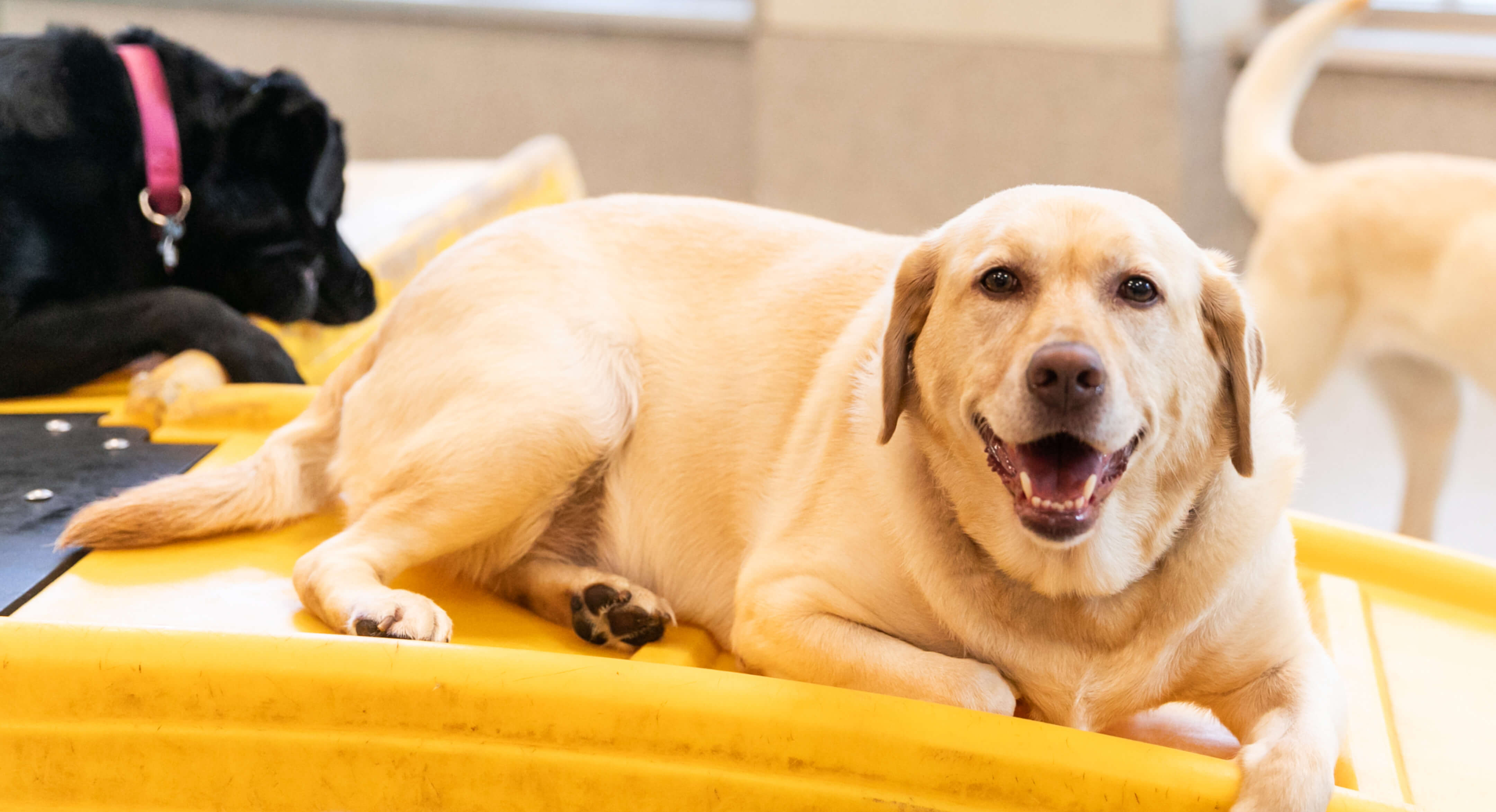 South Lake Union Location Downtown Dog Lounge