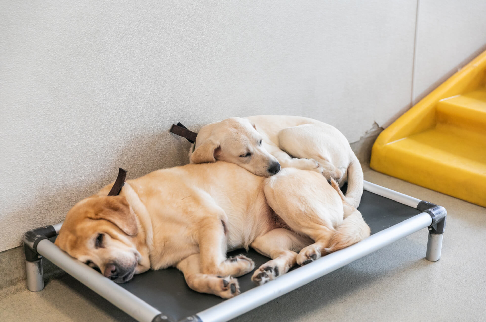 South Lake Union Location Downtown Dog Lounge