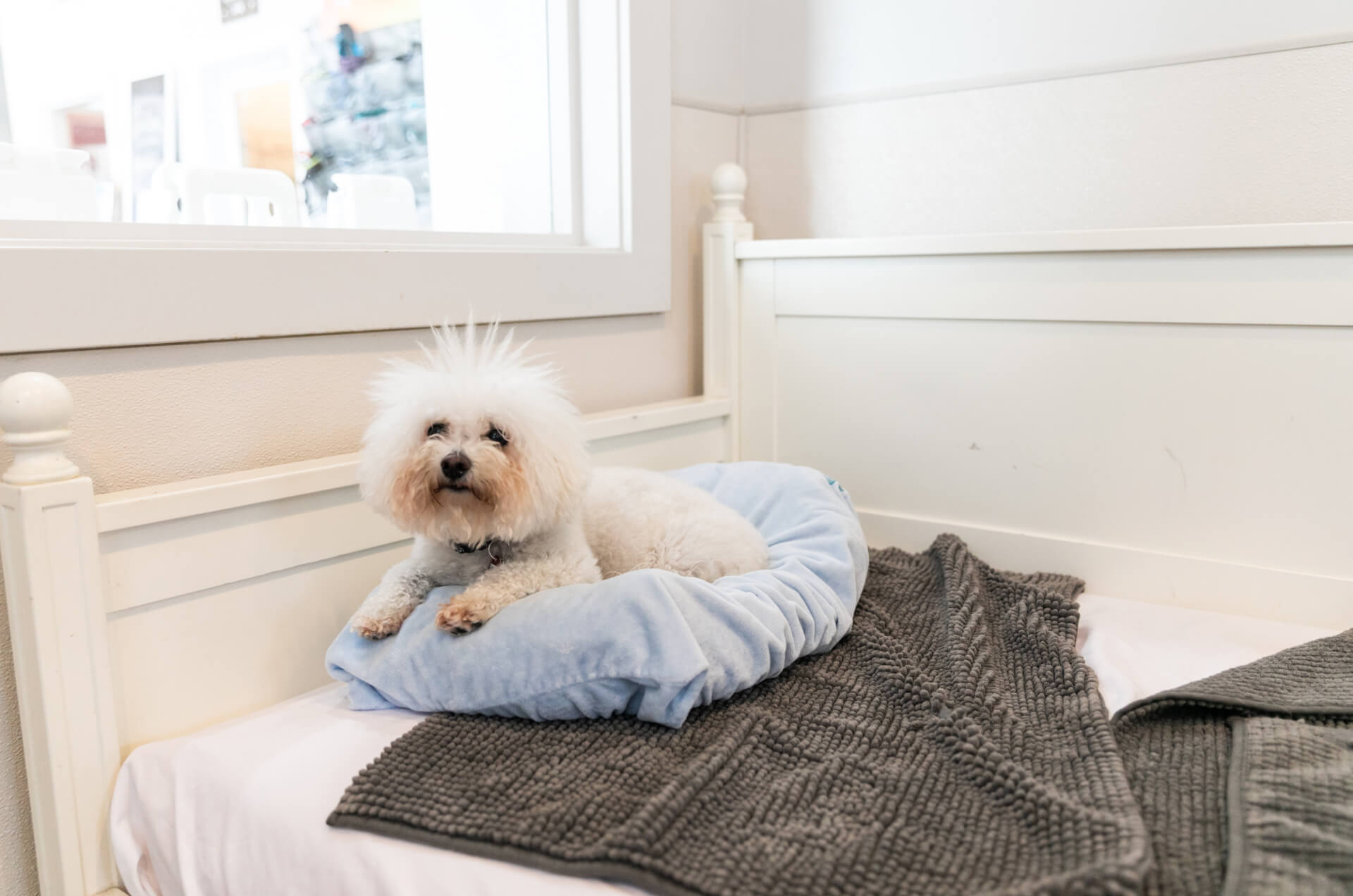 South Lake Union Location Downtown Dog Lounge