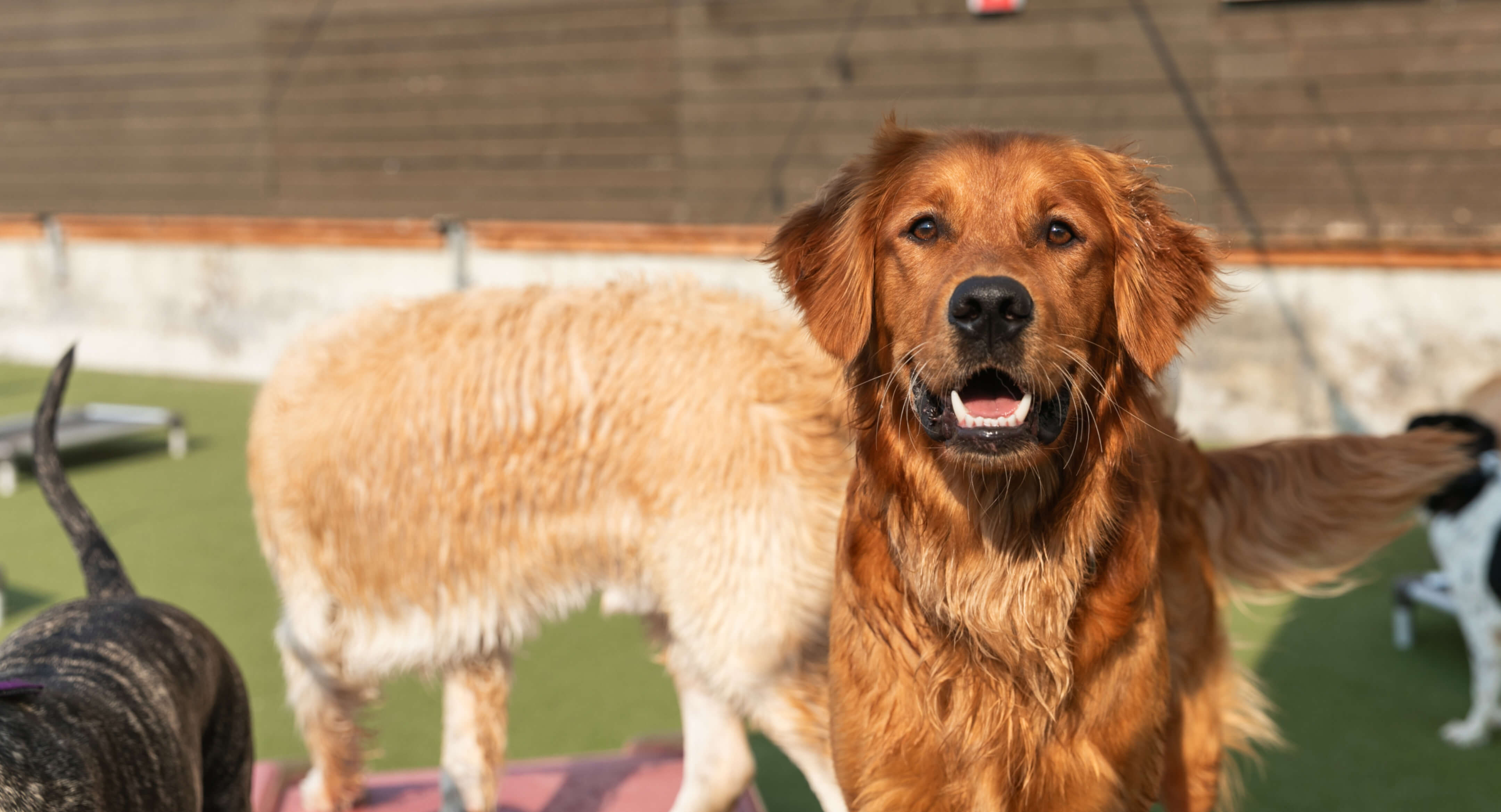 ballard-location-downtown-dog-lounge