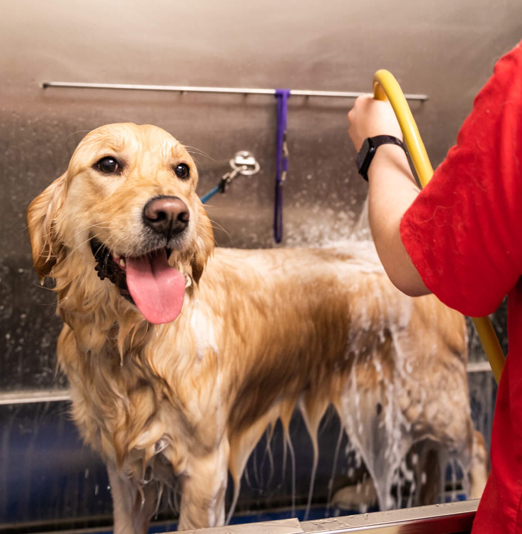 Bathing in Seattle Downtown Dog Lounge