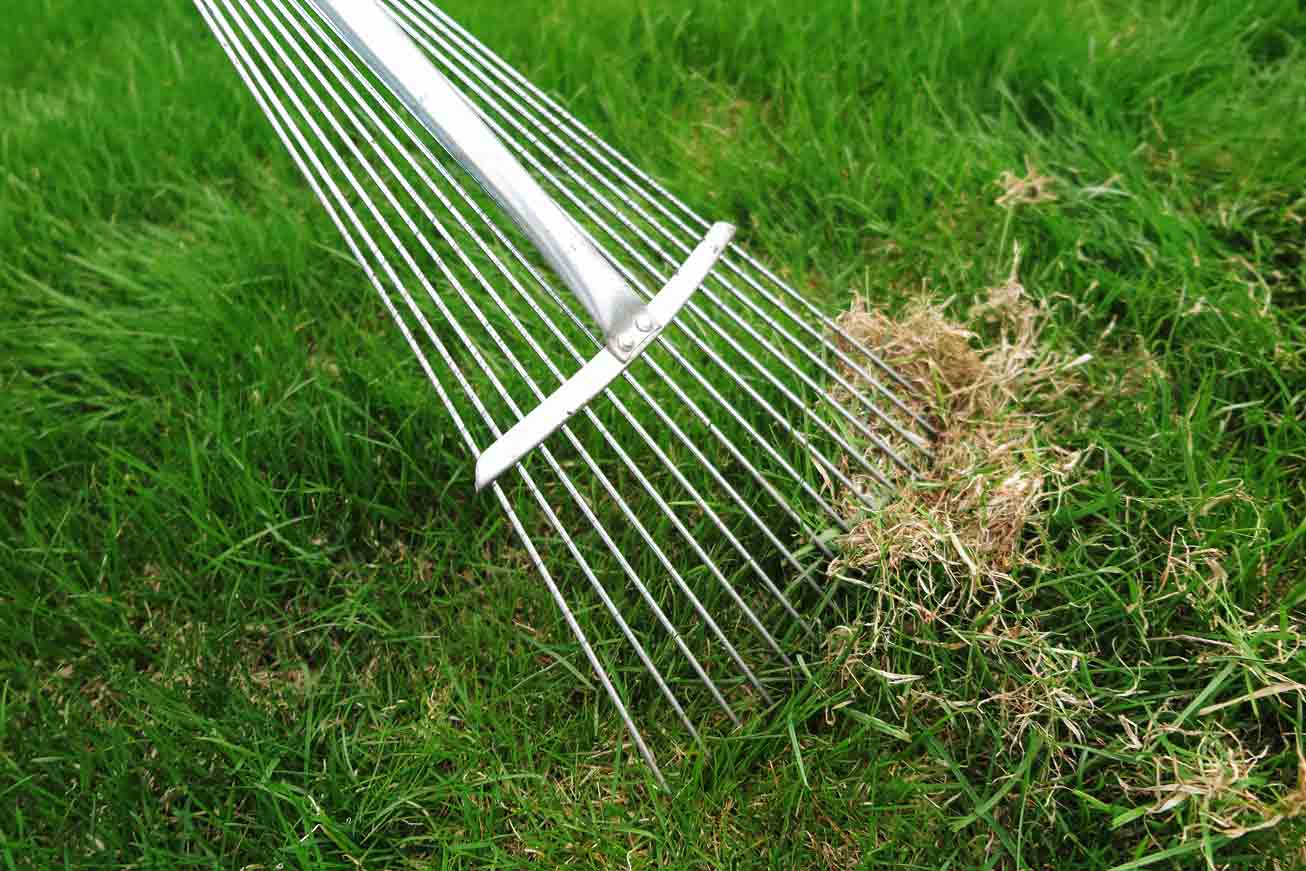 What Is Dethatching?