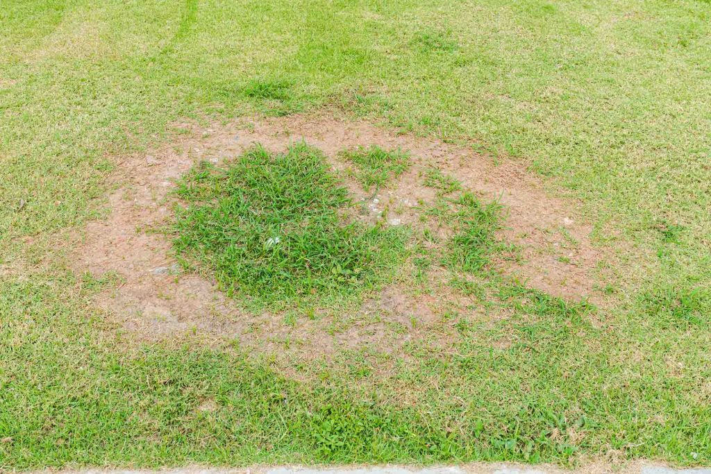 Check Your Lawn For These 8 Most Dangerous Lawn Diseases!