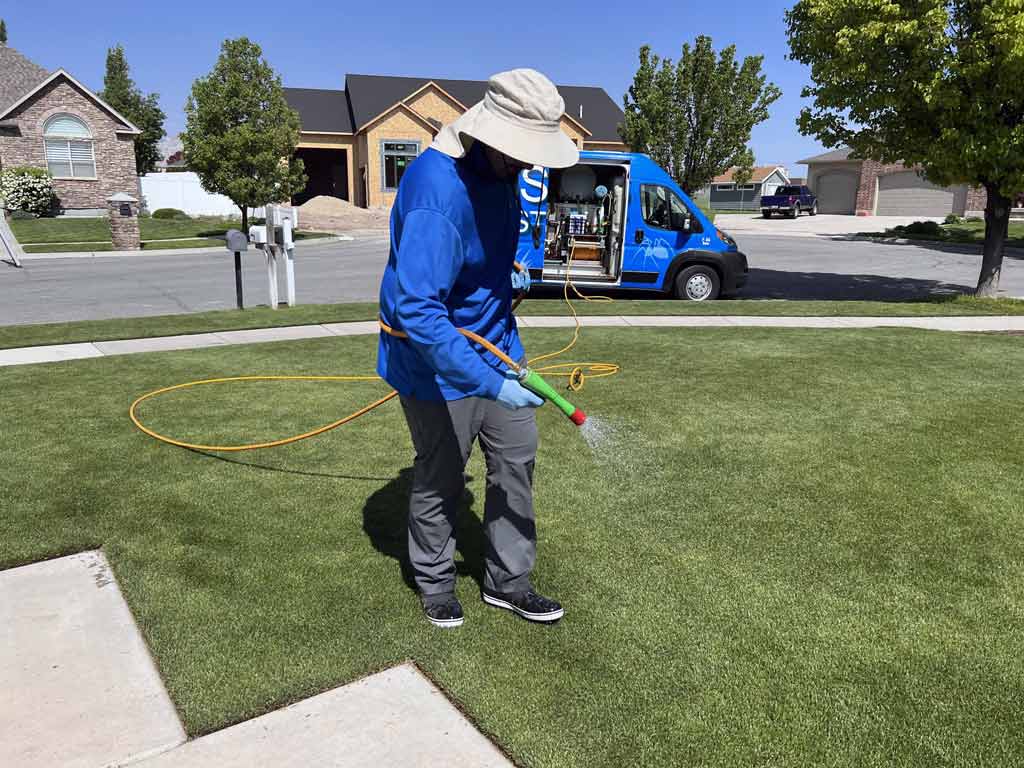 How To Identify And Treat Necrotic Ring Spot