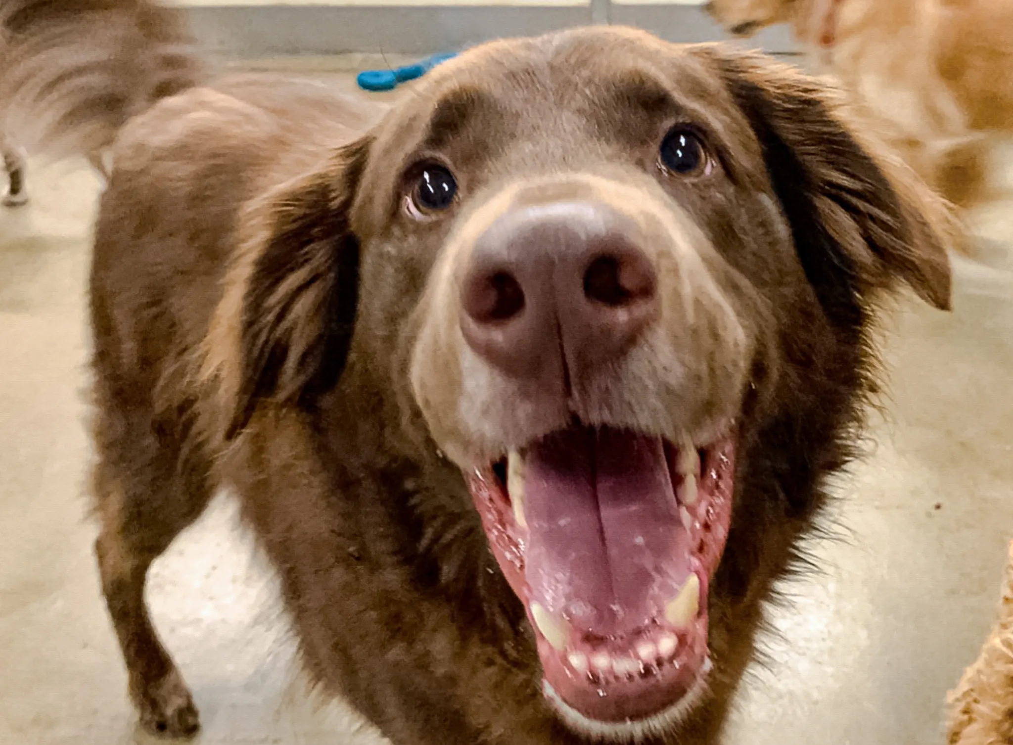 Dog Daycare & Boarding in Grand Rapids Kim's K9