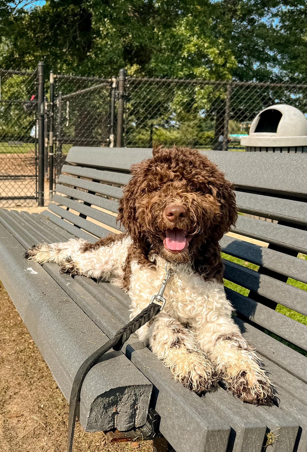 Customized Dog Training In Grand Rapids Kim s K9 customized-dog-training-in-grand-rapids-kim-s-k9