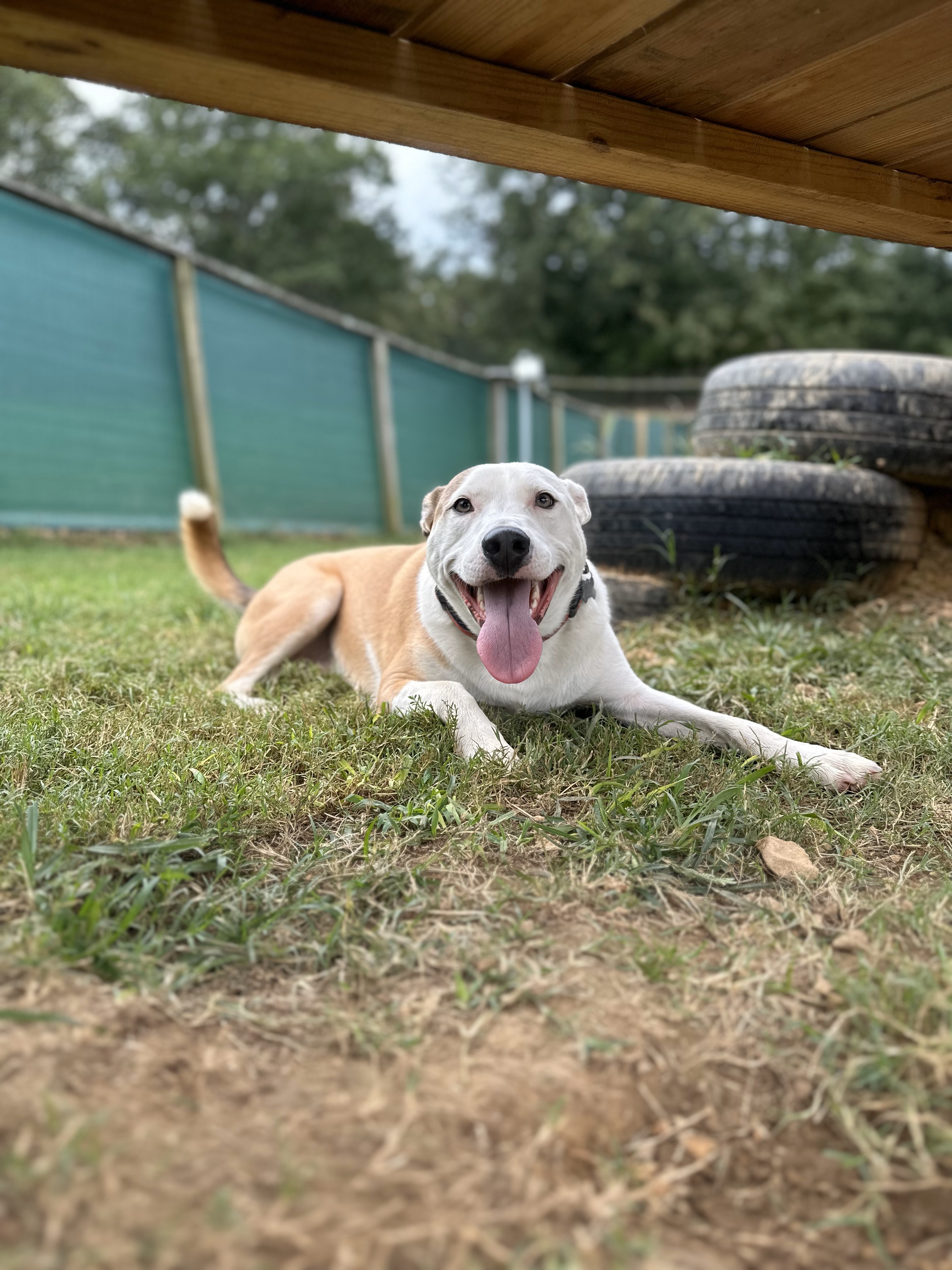 Chasing Tails Pet Farm Services