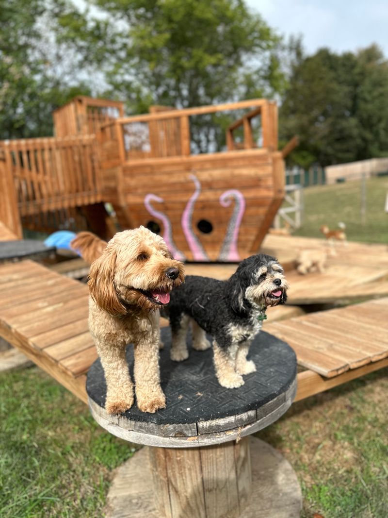 Chasing Tails Pet Farm Services