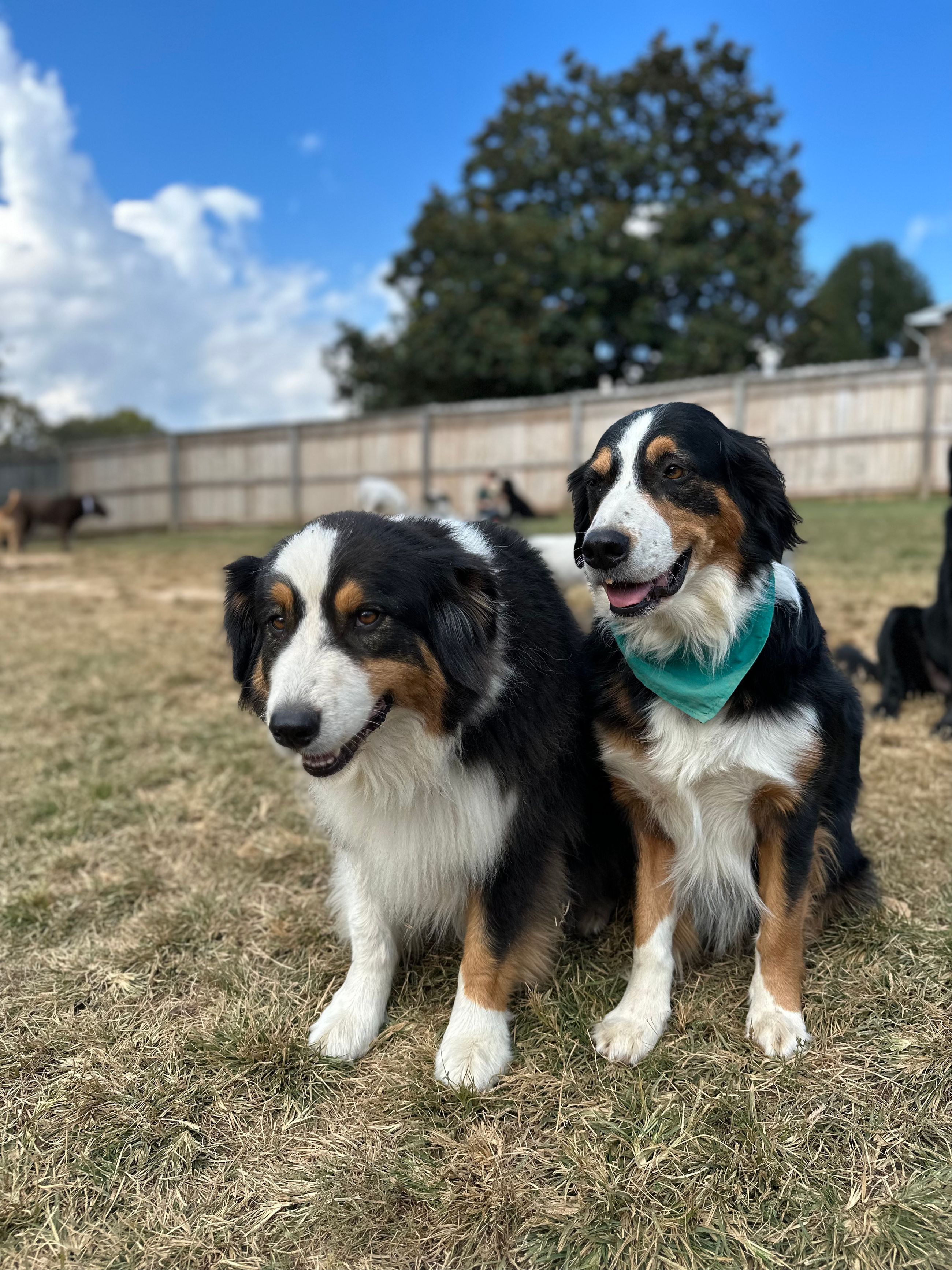 Chasing Tails Pet Farm Services
