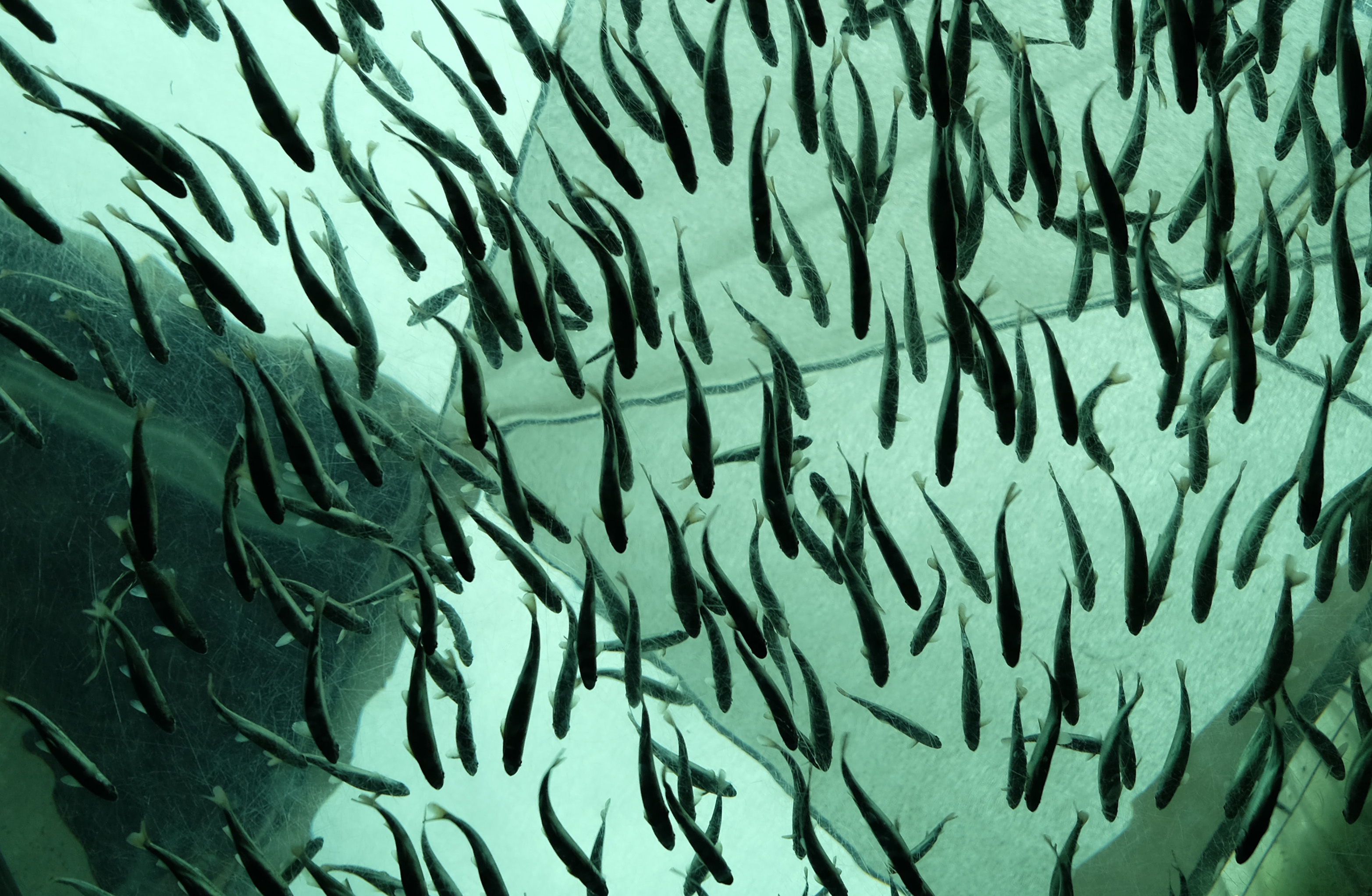 Løsninger For Landbasert Akvakultur