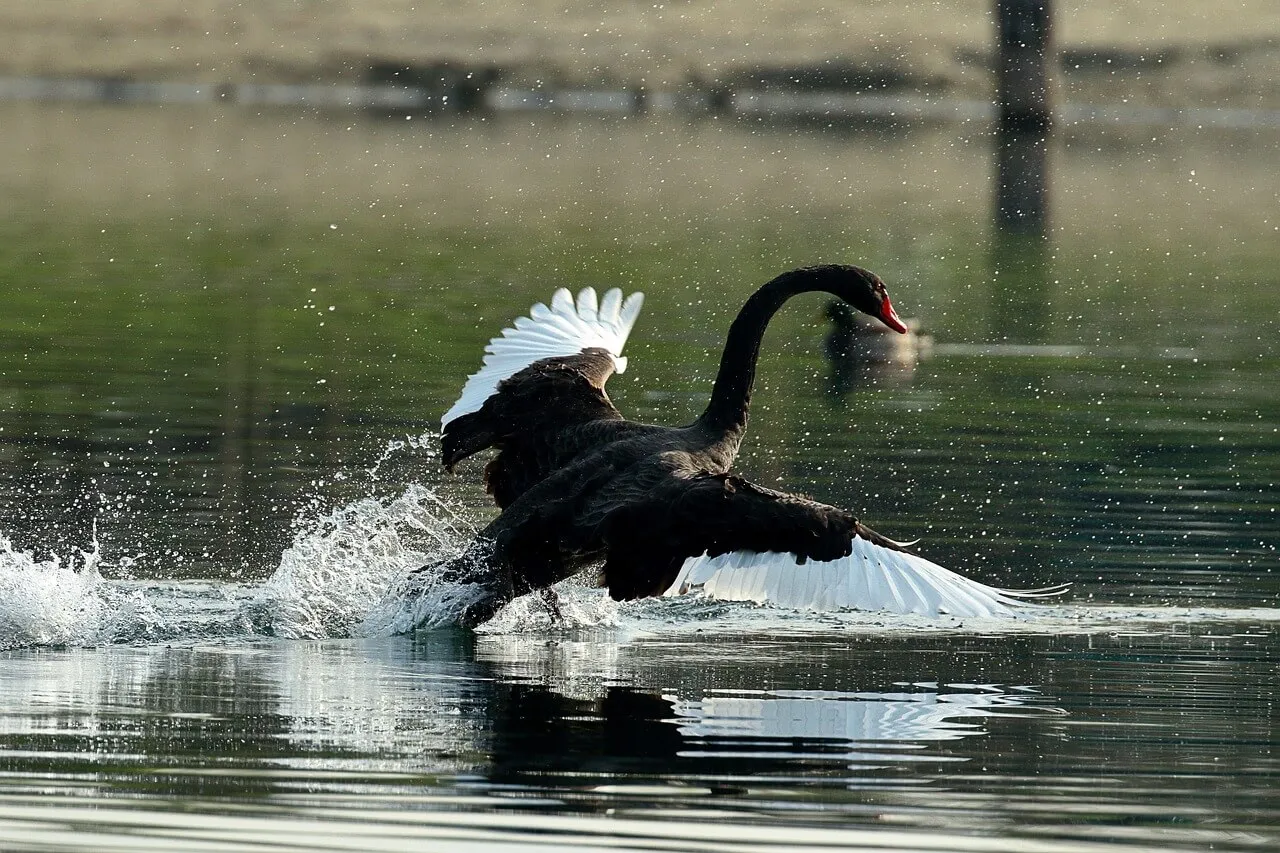 Black Swan Events That Could Undermine Supply Chain Security In 2024 660fdeef4848546dae126bce Swan 4052005 1280.webp