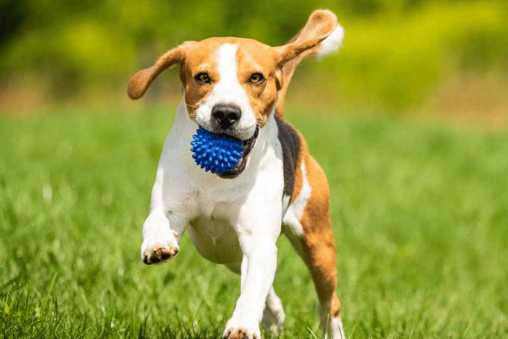 Can your dog exercise too much?