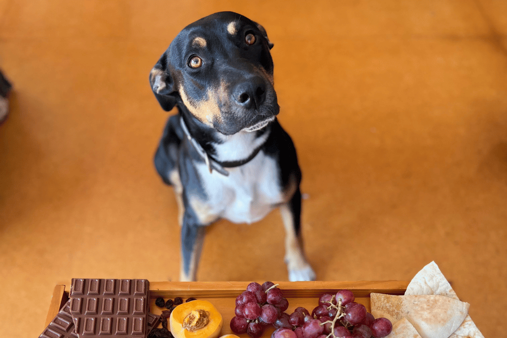 How to stop your dog begging for food