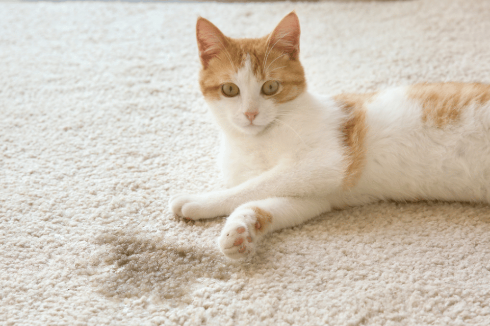 How to stop a cat spraying urine inside