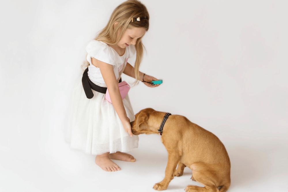 The perfect puppy routine