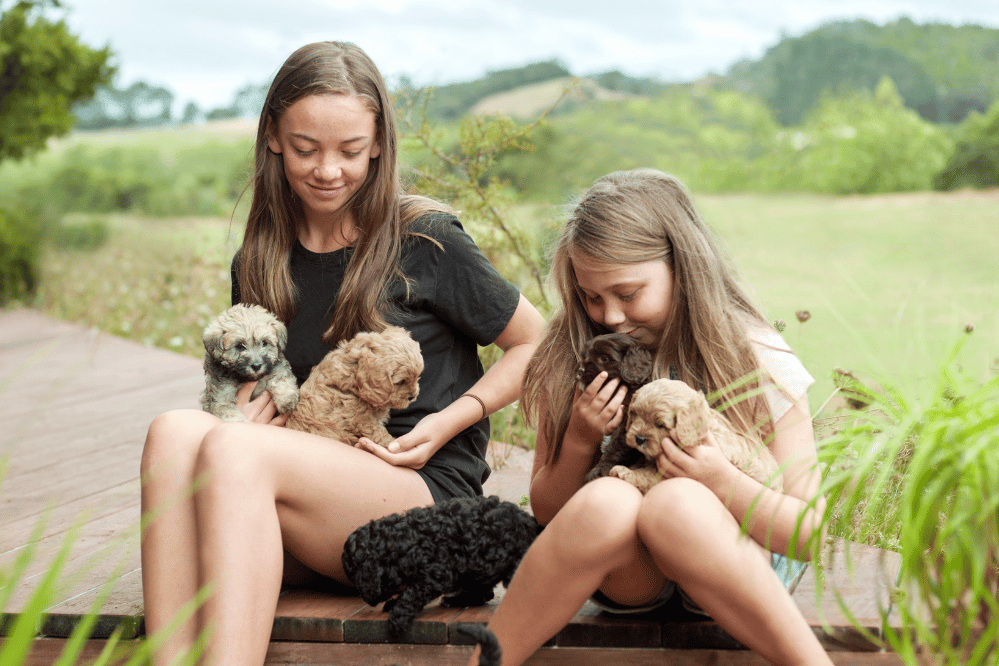 Choosing the best puppy from a litter Startuper X flow