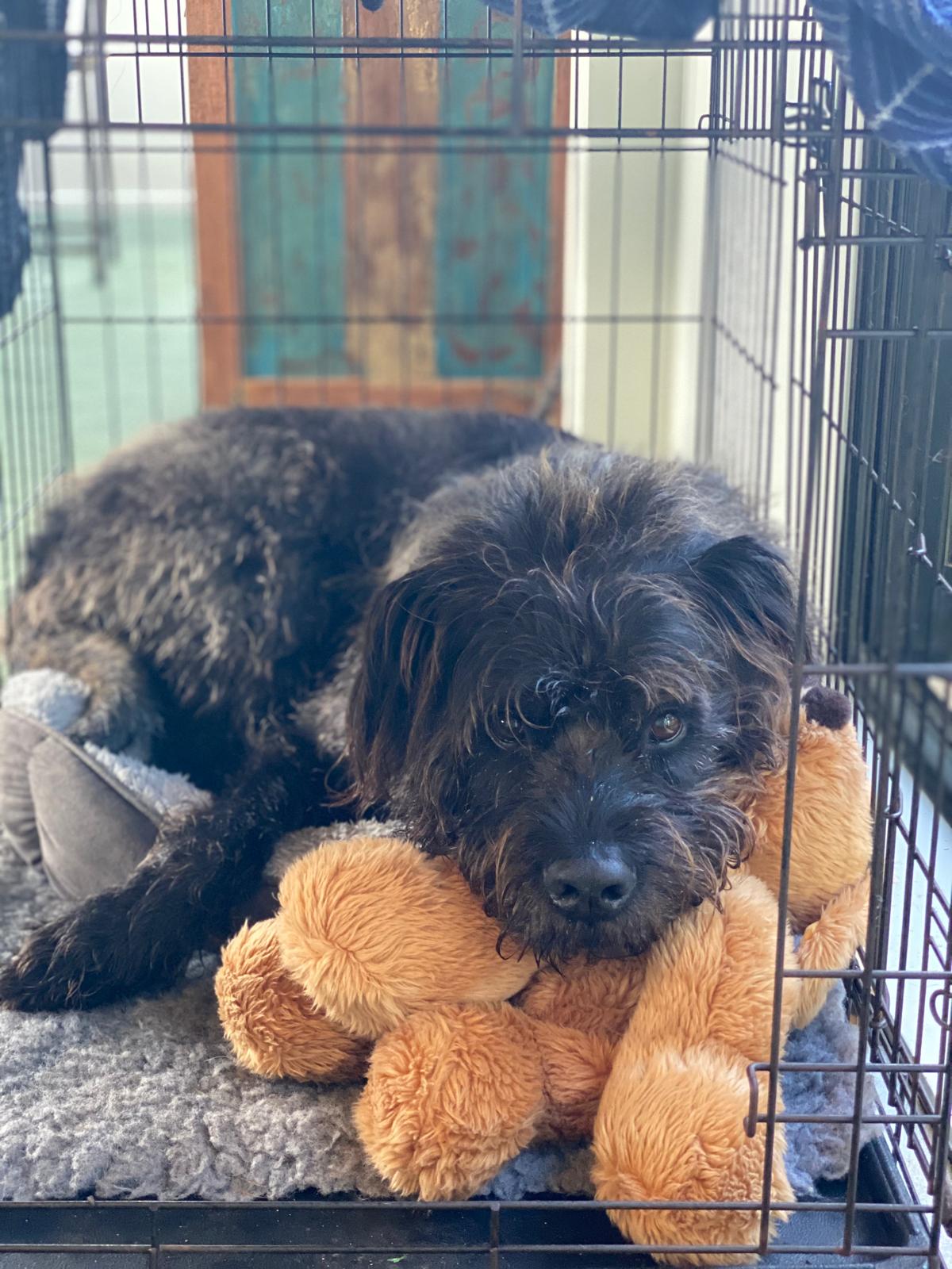 Should you crate your dog?