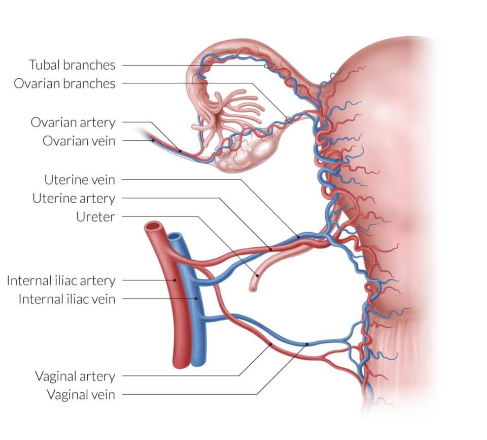 Score high on the NBME® OBGYN Shelf exam with AMBOSS