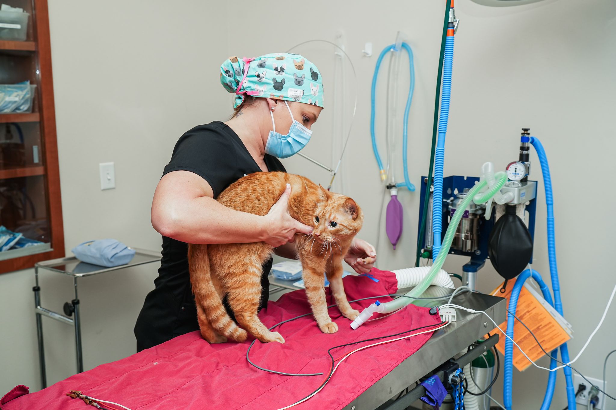 HighQuality Vet Hospital in Davenport, FL St. Charles Veterinary Hospital