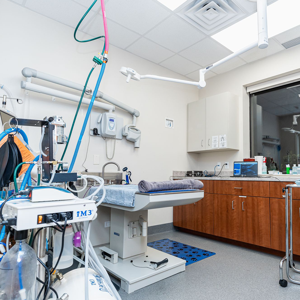 Clinic Photos Of Our Veterinary Clinic In Davenport, FL