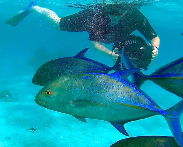 Rarotonga Lagoon Discovery Sea Scooter Safari with Ariki Adventures ...
