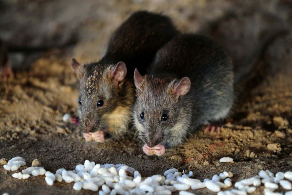 Ratten In Riool Hoe herkent u een rattenprobleem en wat kunt u ertegen doen? | Bureau ...