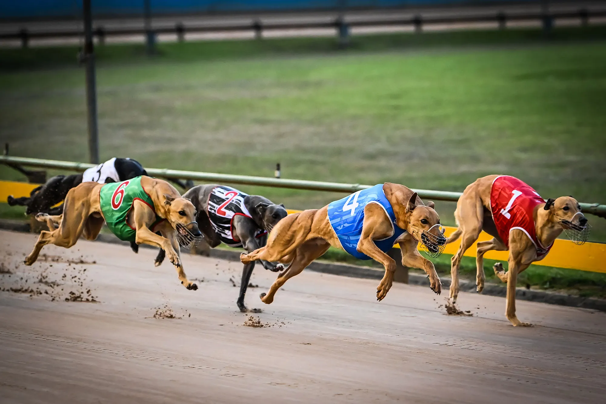 The World’s Richest Greyhound Series | Dream Chasers