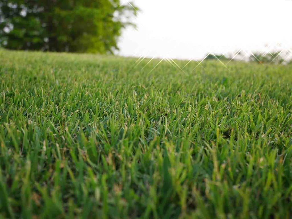 Most Common Grasses In Louisiana Lawns