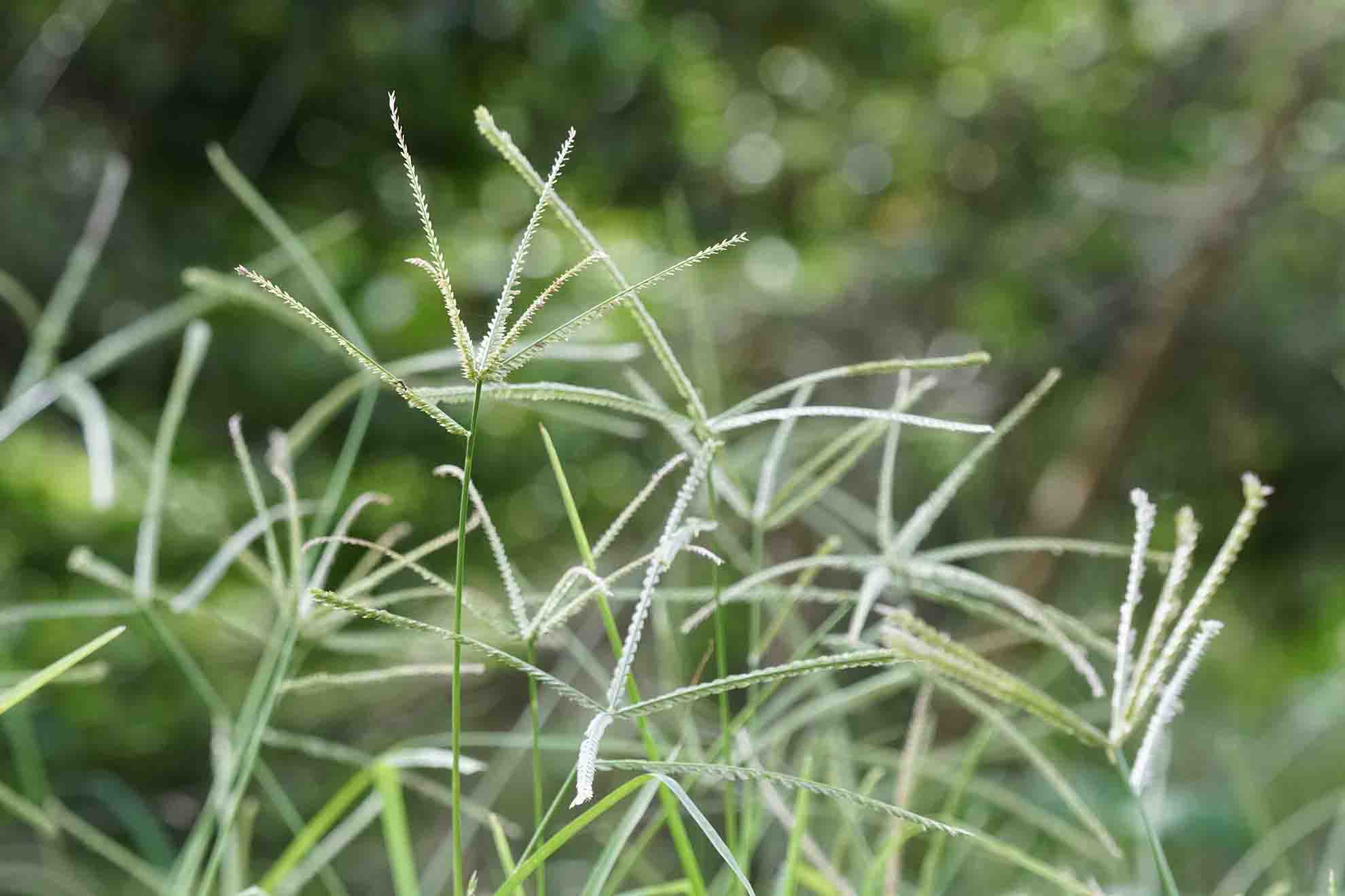 Identifying Goosegrass