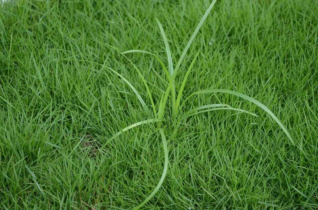 What Is Nutsedge?