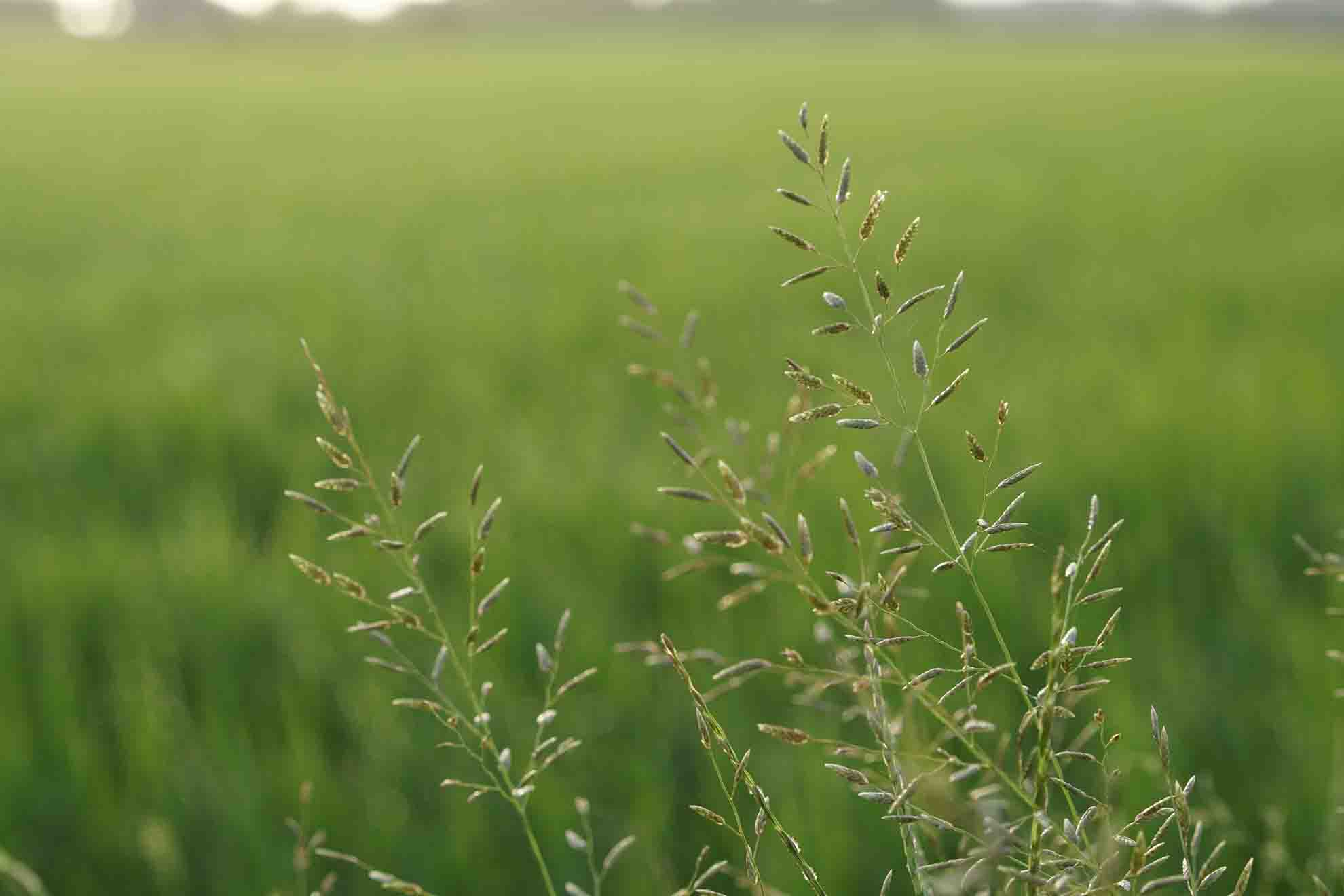 Identifying Annual Bluegrass