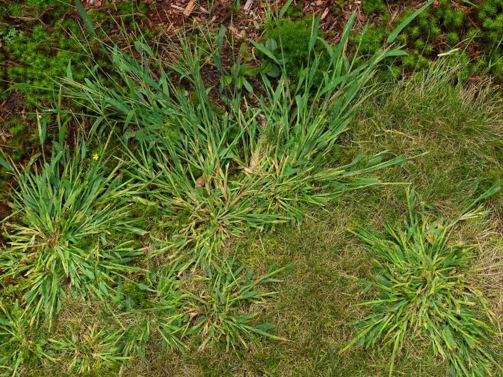 Identifying Crabgrass