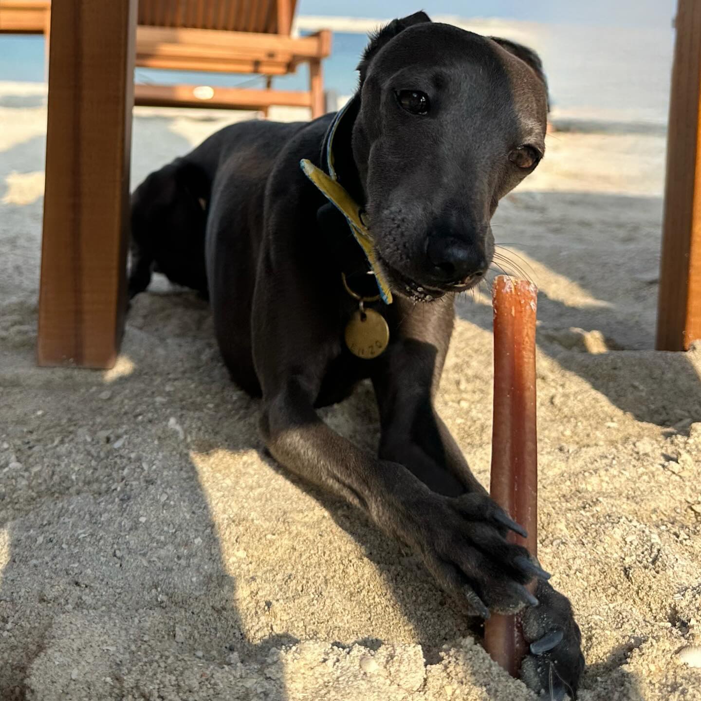 5 Safer Chew Options for Dogs Alternatives to Rawhide Pet Natural Farm