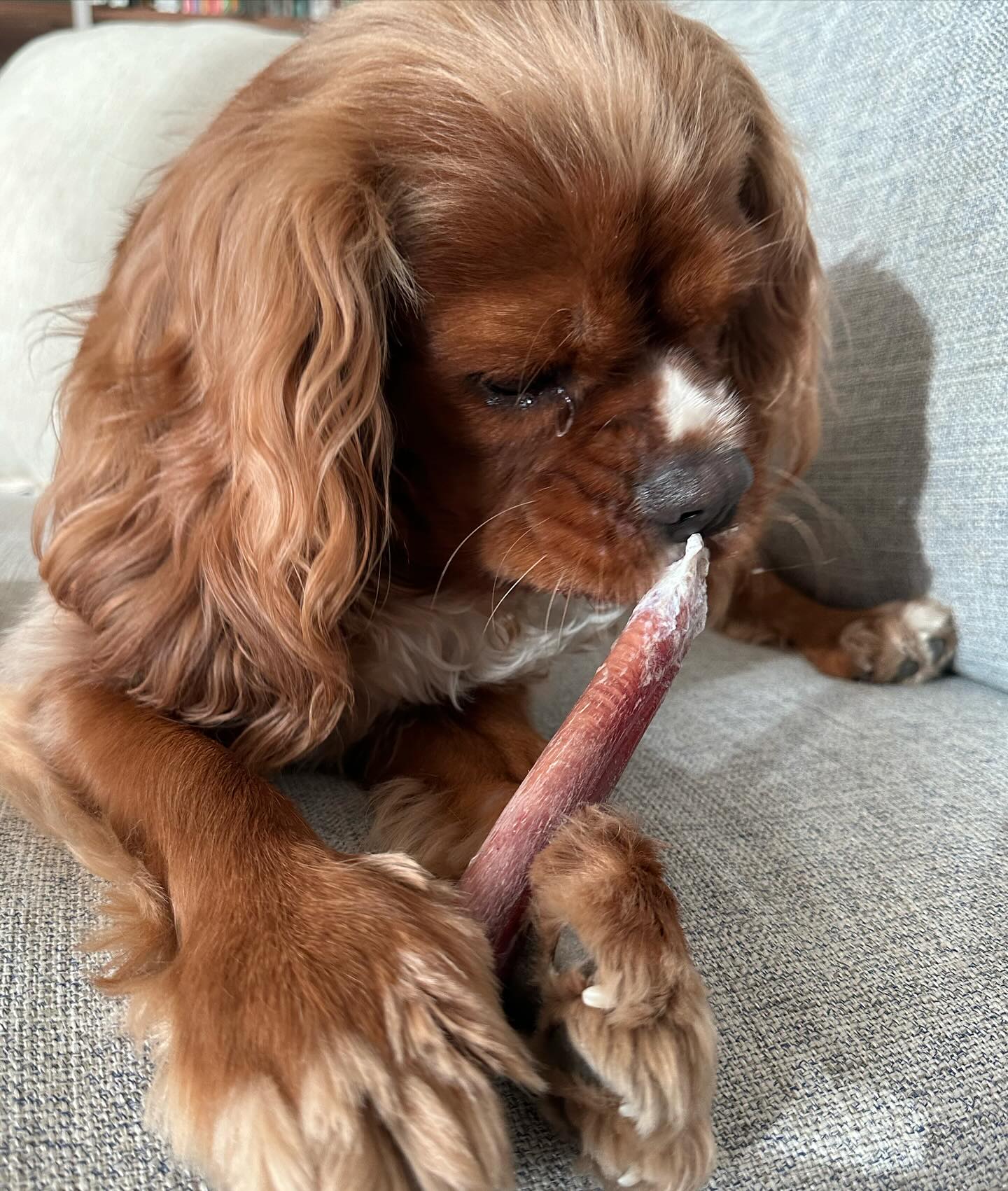 What's in a Bully Stick? The Essential Nutritional Guide for Dog Owners.