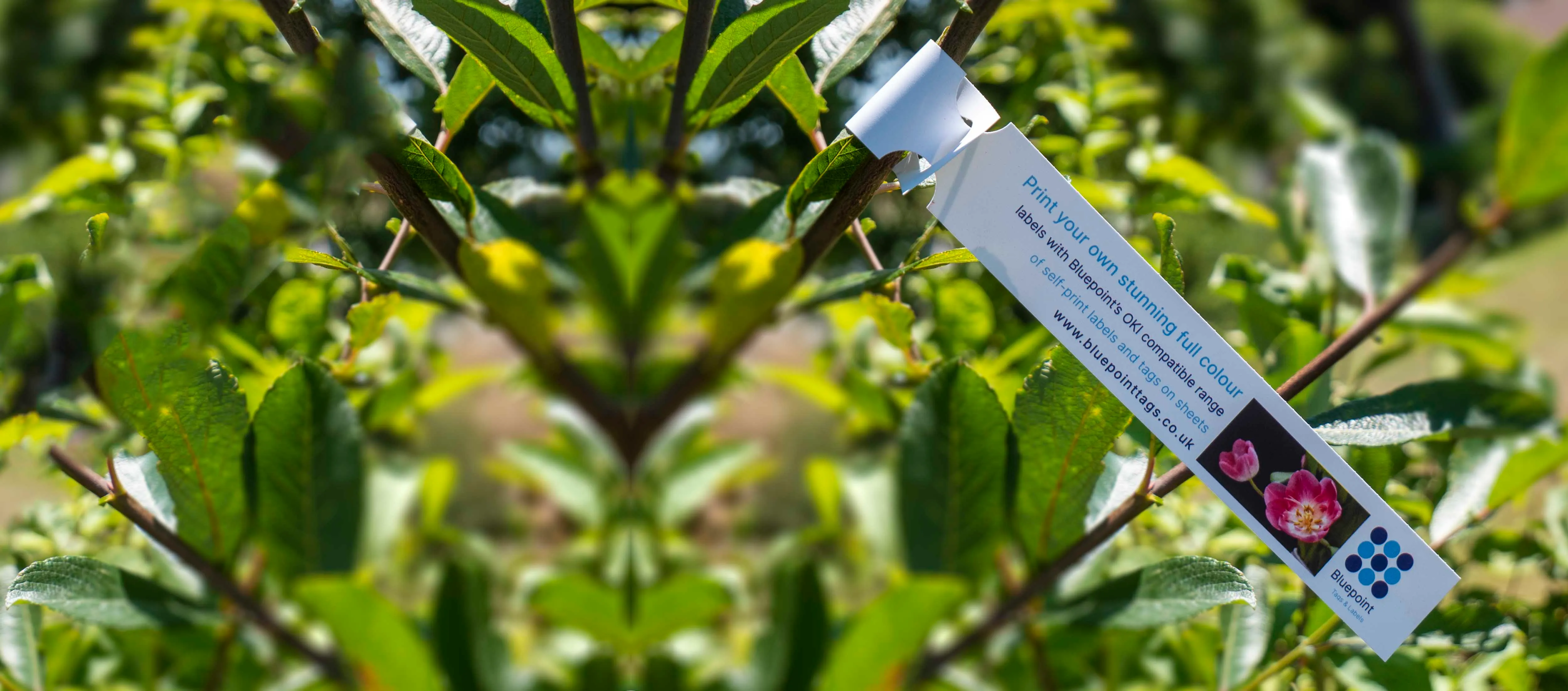 Bluepoint Tags & Labels Premier Industrial Tag & Label Solutions in