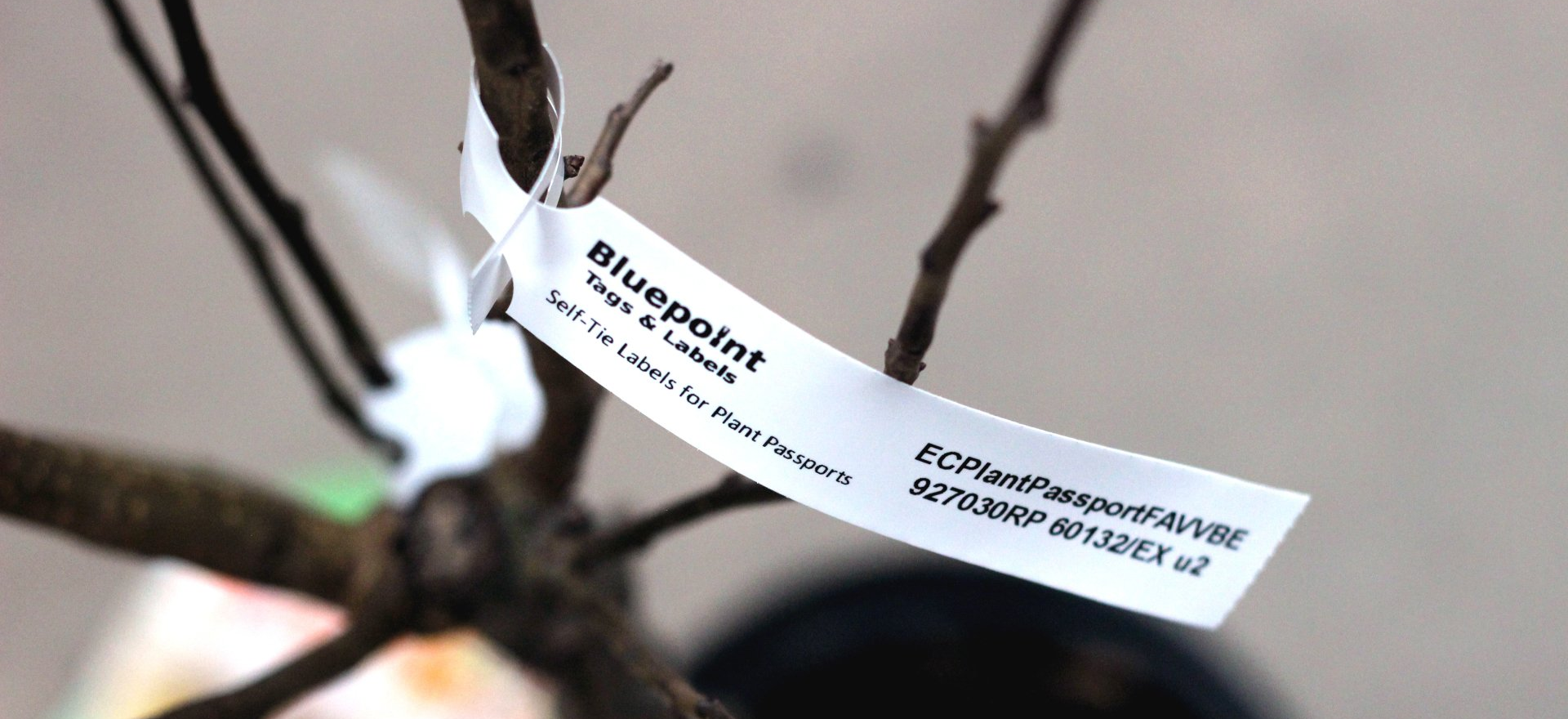 Plant Passport Label Regulations | Bluepoint Tags