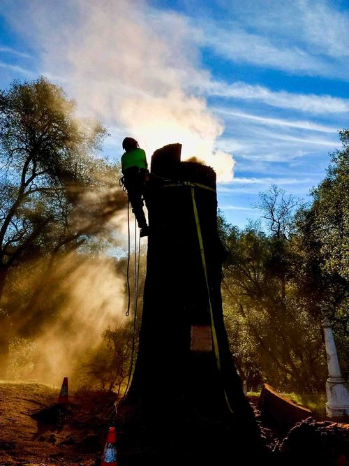 Tree Pro Tree Service Inc.