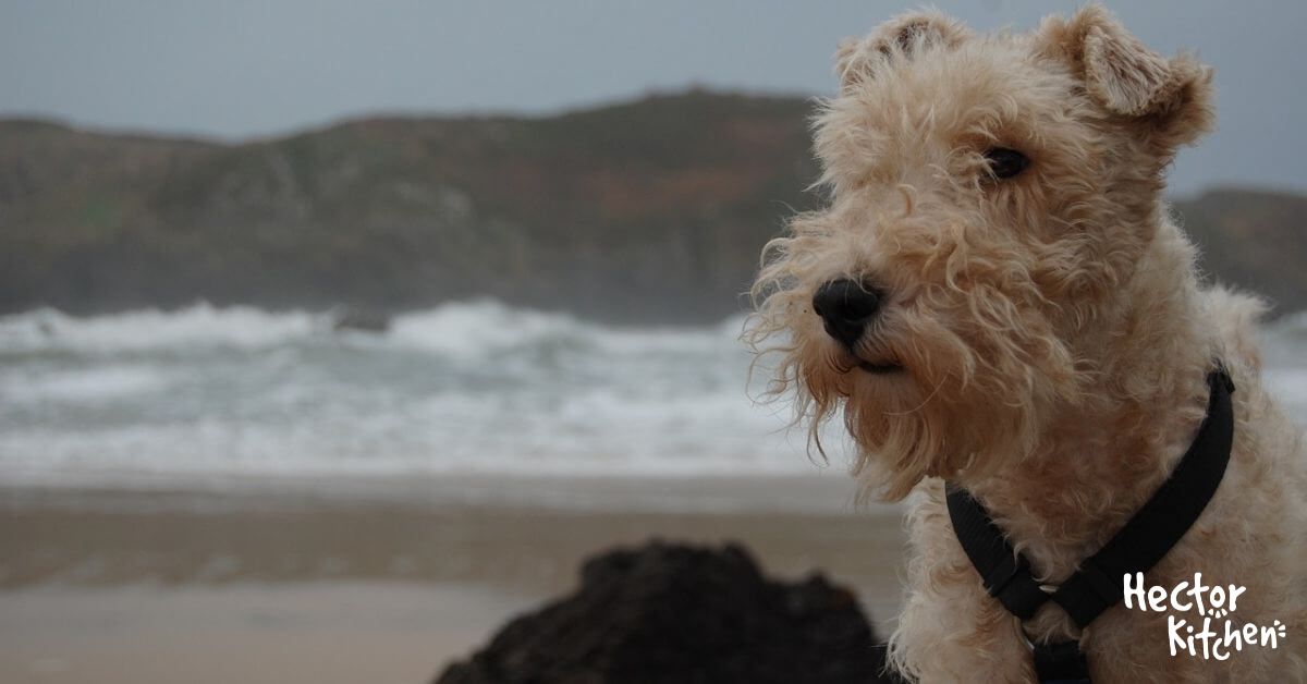 Hunderasse Foxterrier