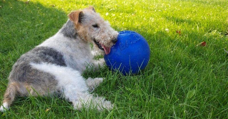 Preis für Foxterrier