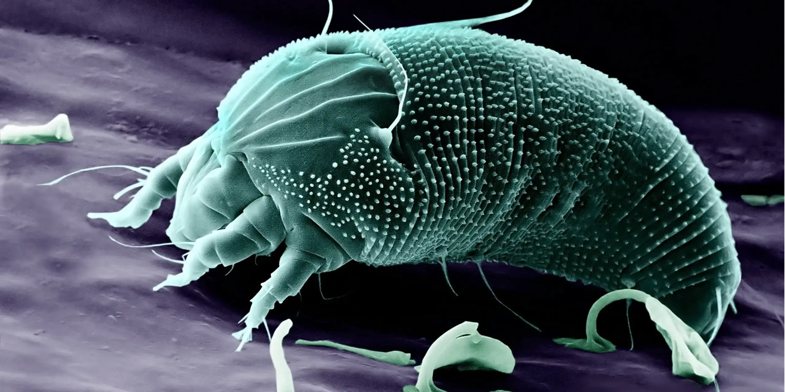 Russet mites on cannabis identify, prevent, treat