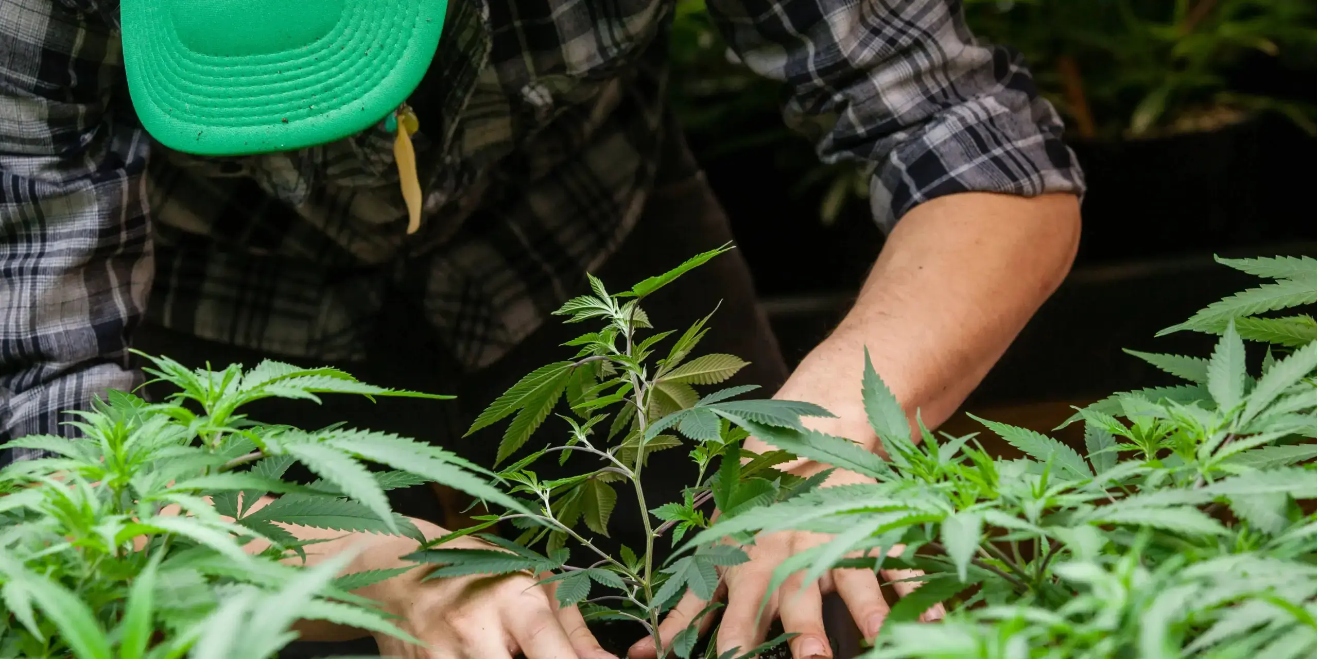 Improve your grow with our CO2 calculator and grow calendar